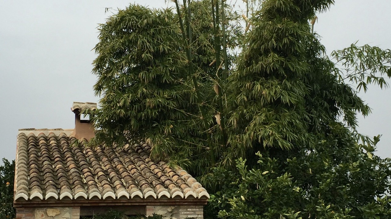 Photo of Outdoor in Carcaixent