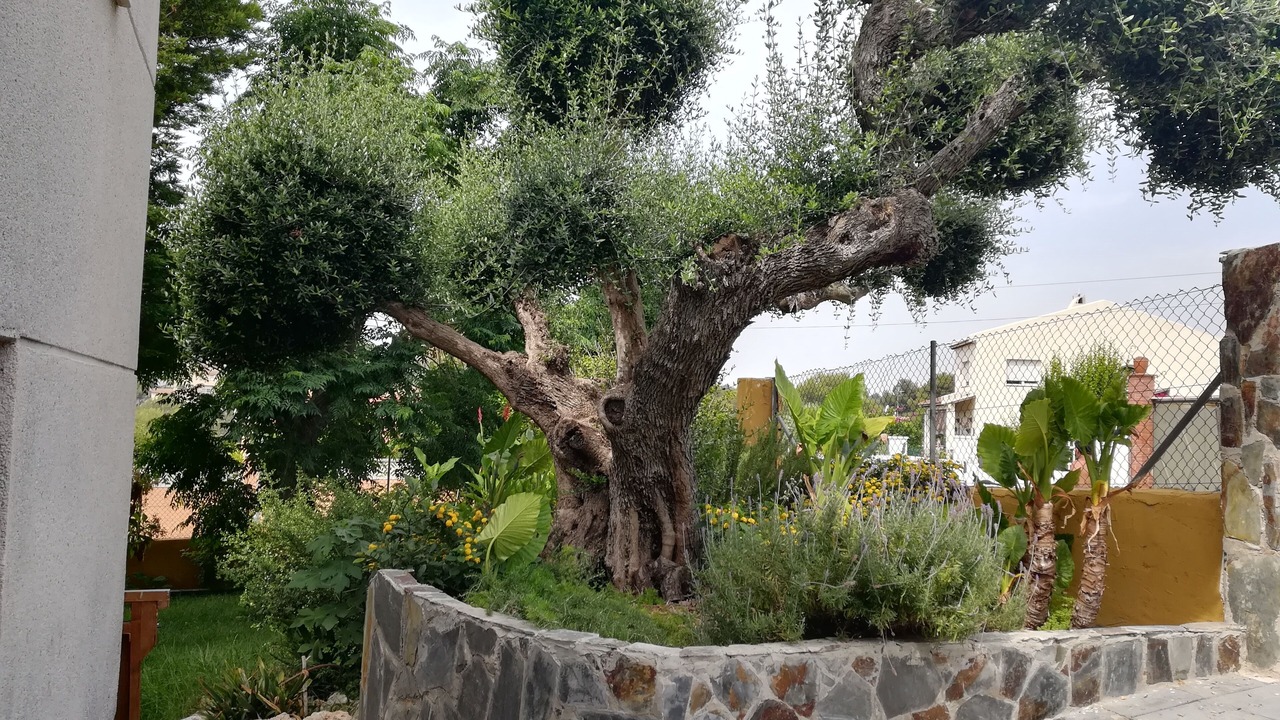 Photo of Outdoor in El Castell de Montornes