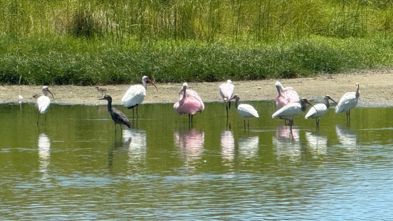 Photo of Others in Surfside Beach