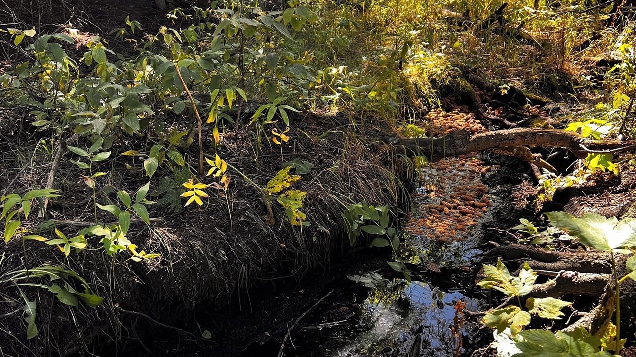 Photo of Outdoor in Black Hawk