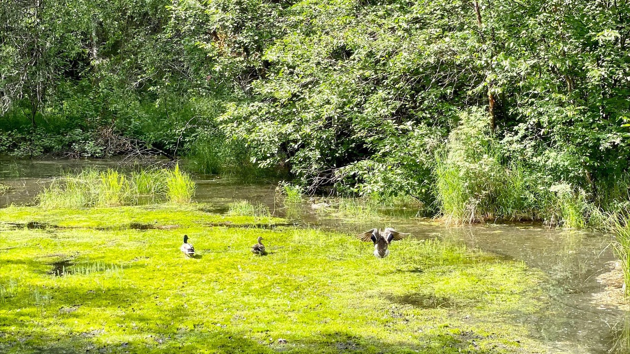 Photo of Others in Cooper Landing
