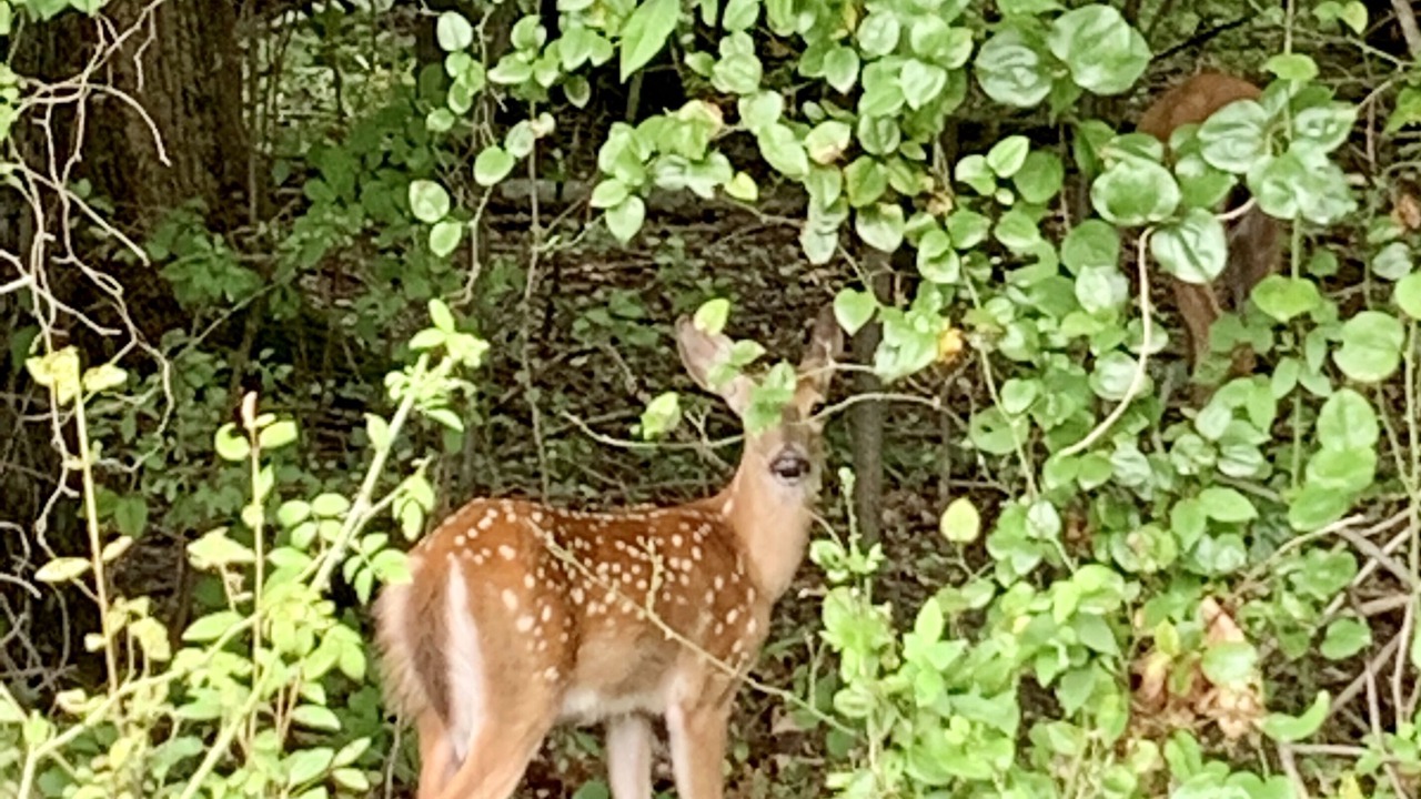 Photo of Outdoor in Hammond