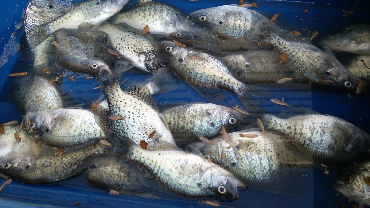 Photo of Others in Springville
