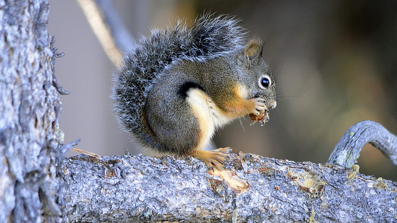 Photo of Others in Truckee