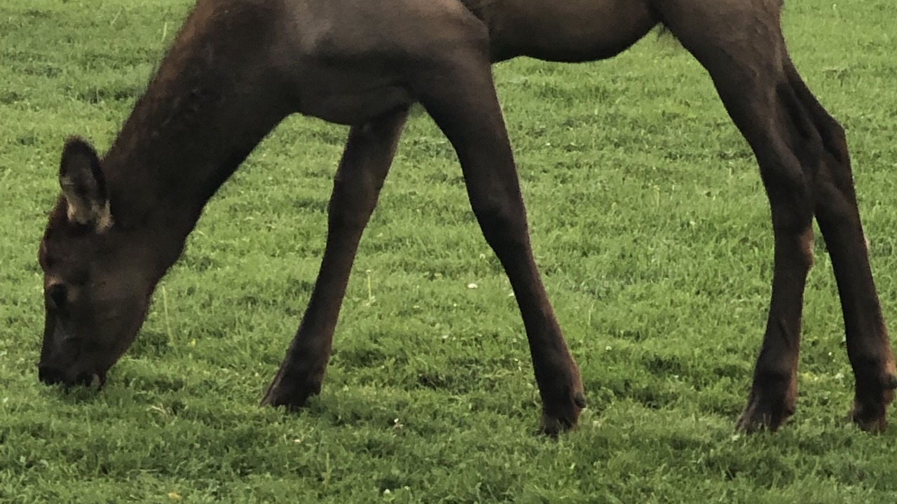 Photo of Others in Teton Village