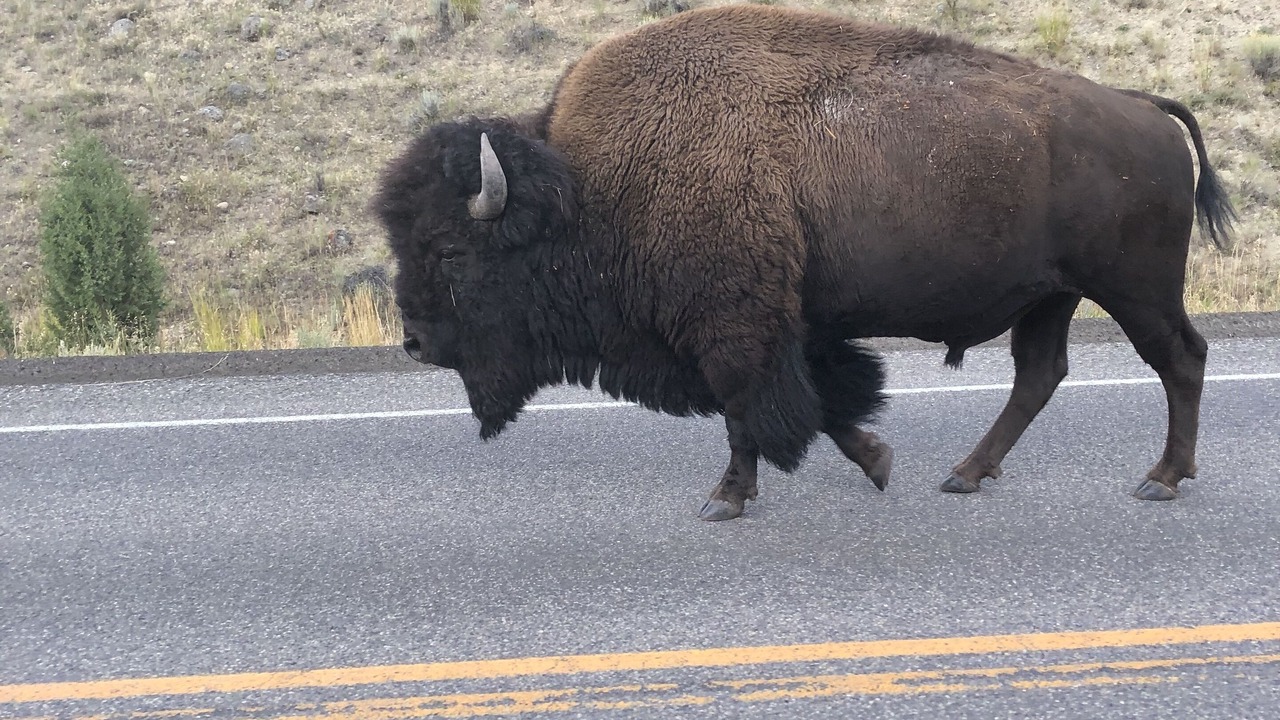 Photo of Others in Teton Village
