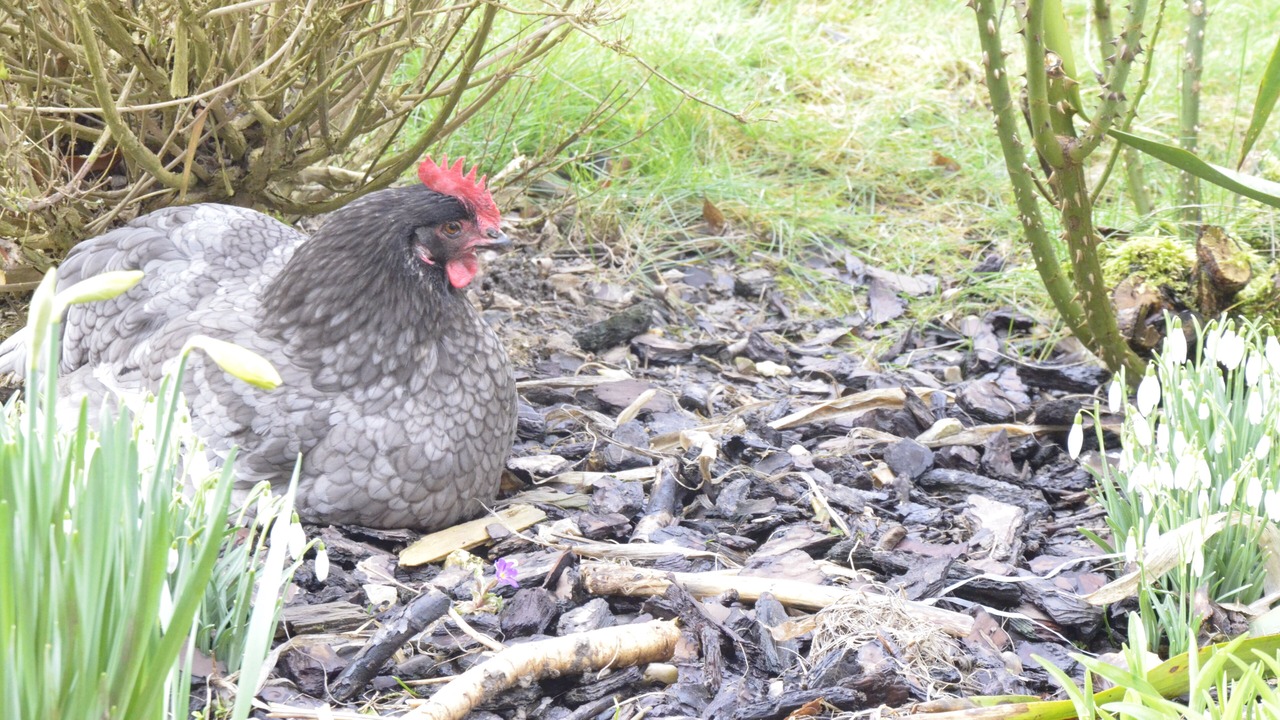 Photo of Outdoor in Aubermesnil-aux-Erables