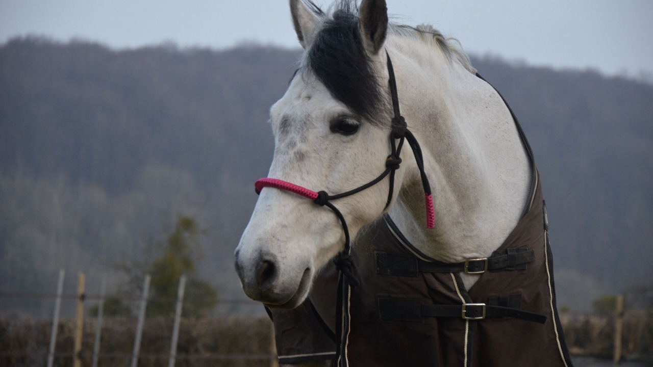 Photo of Others in Aubermesnil-aux-Erables