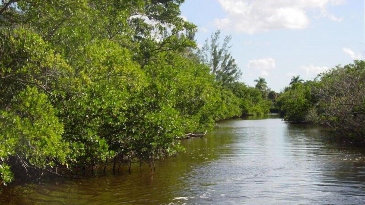 Photo of Others in Plantation Island