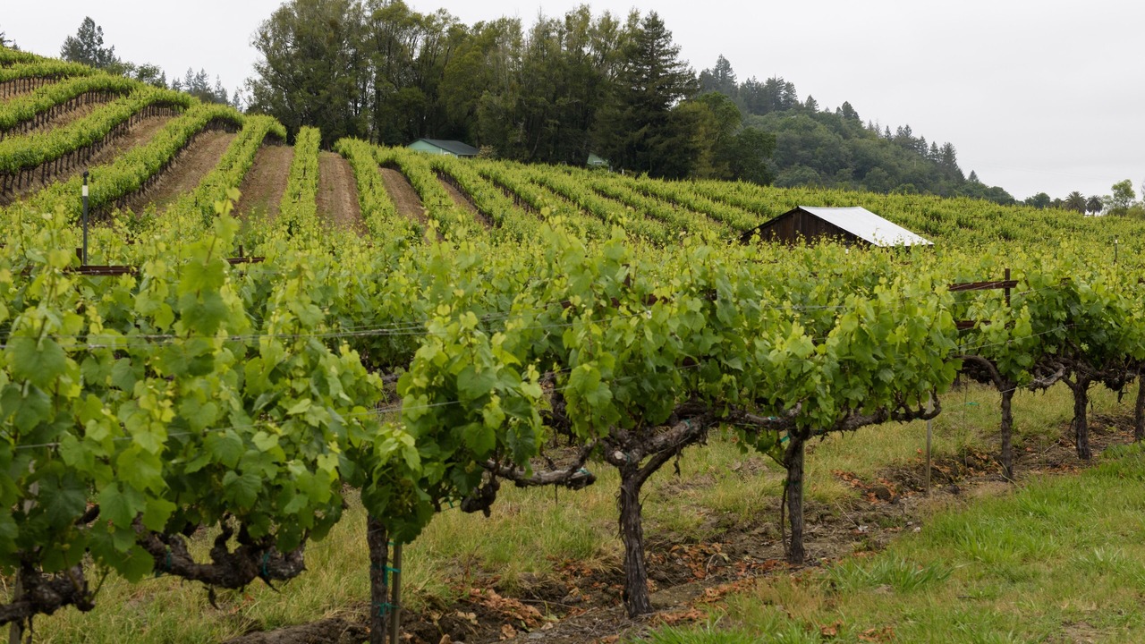Photo of Others in Camp Meeker