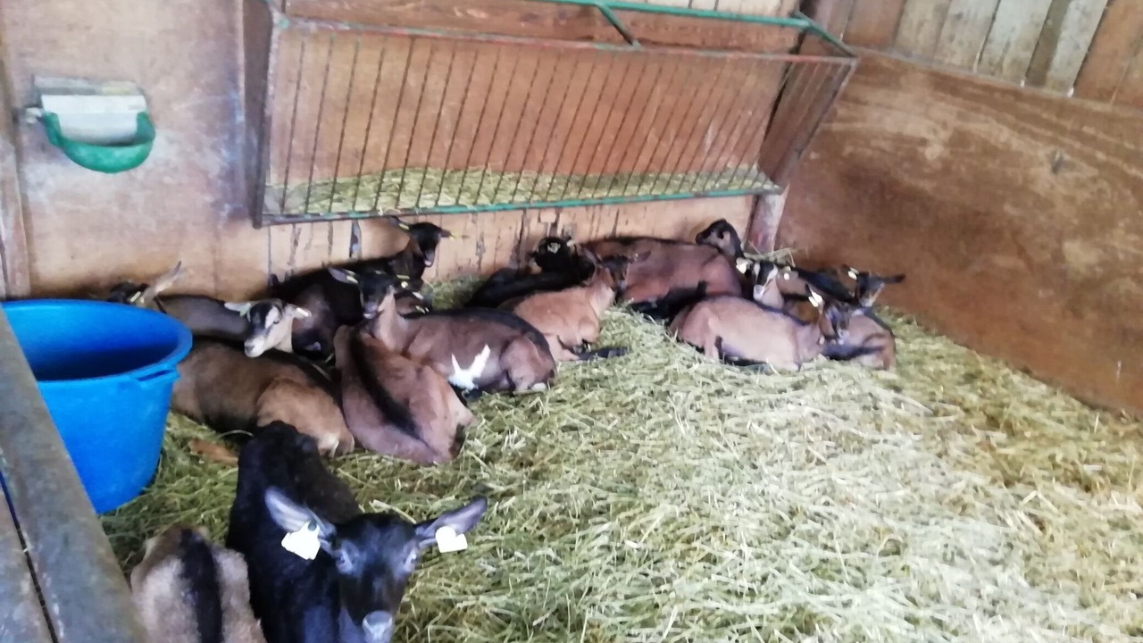 Photo of Others in Chateau-la-Valliere