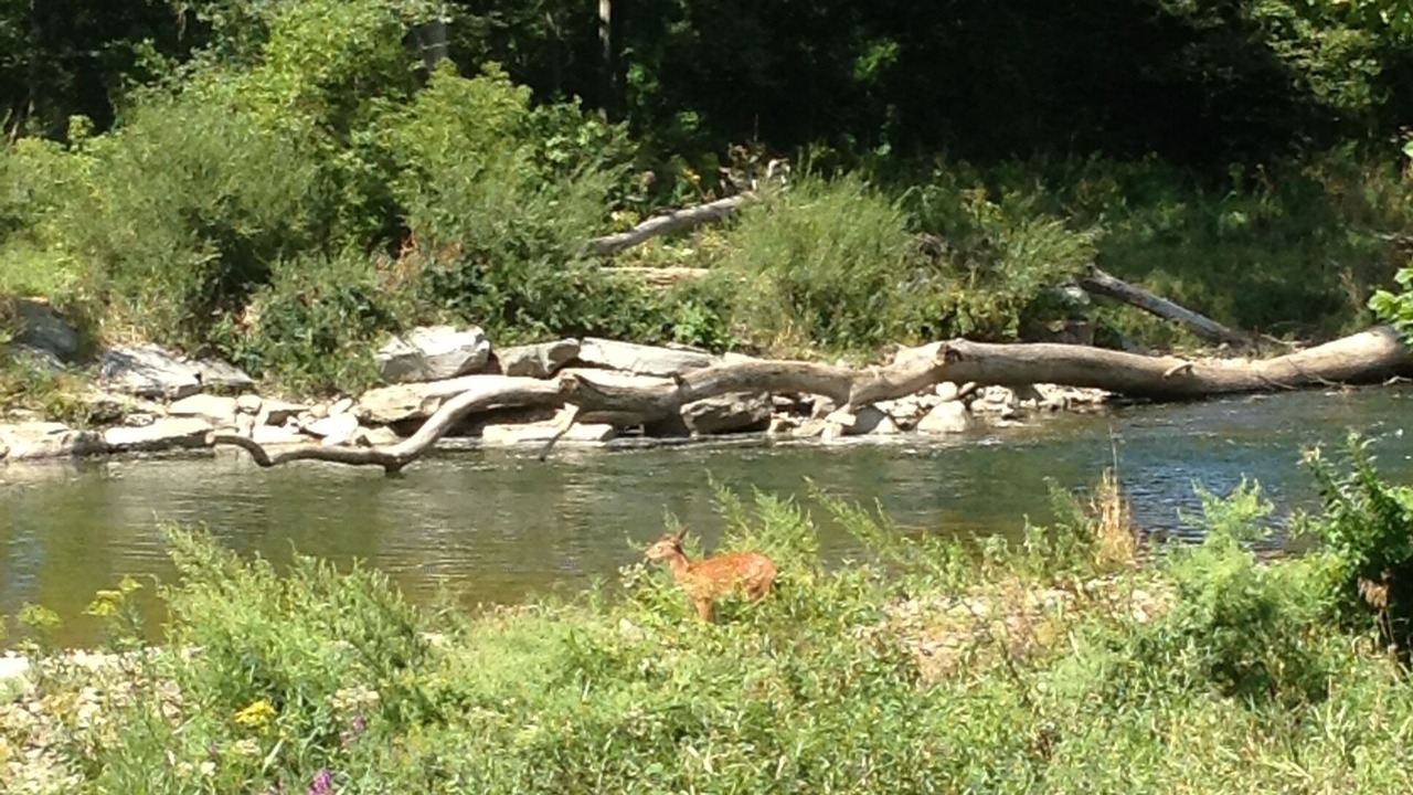 Photo of Others in Owego