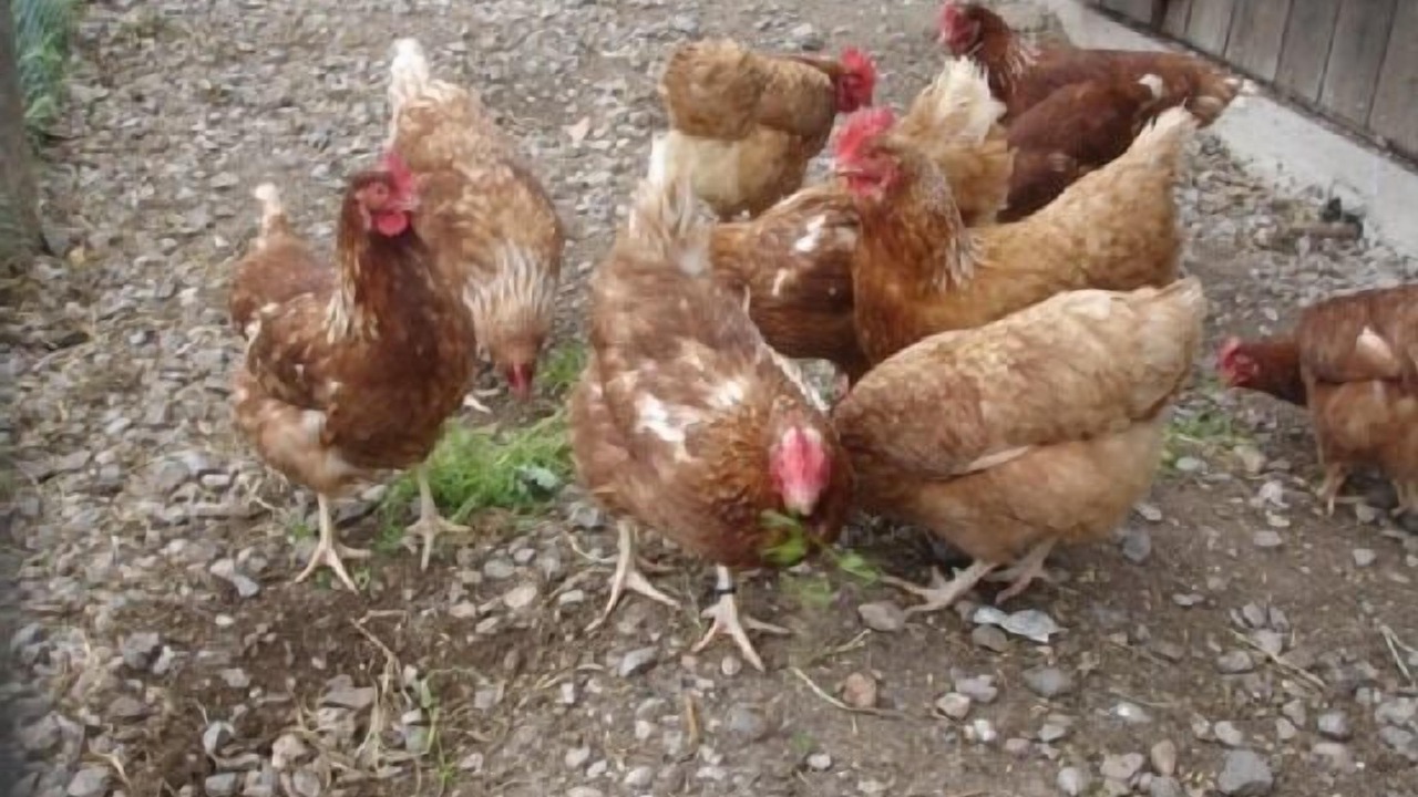 Photo of Others in Montcortes
