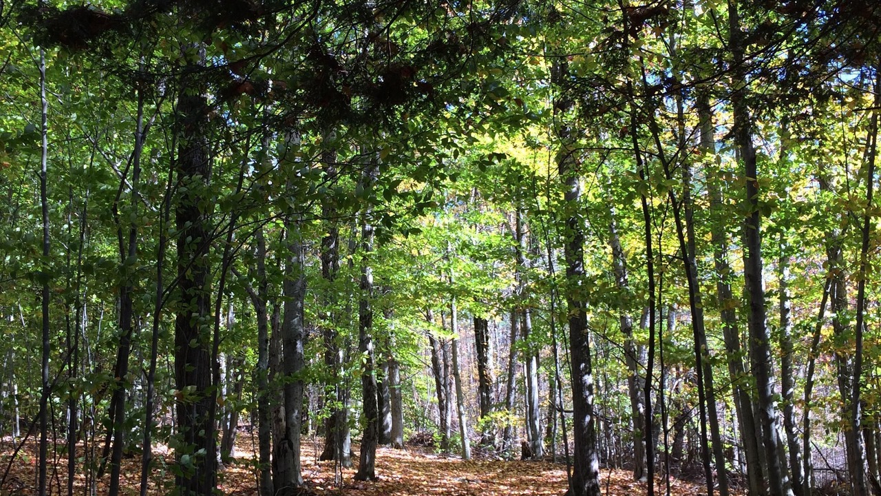 Photo of Outdoor in Norwich