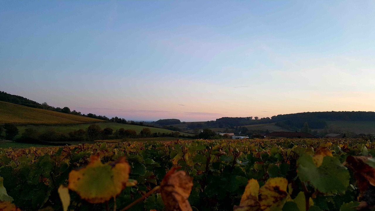 Photo of Others in Chardonnay