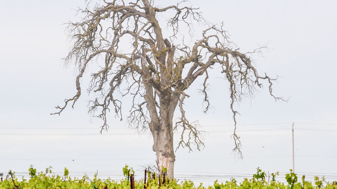 Photo of Others in Victor