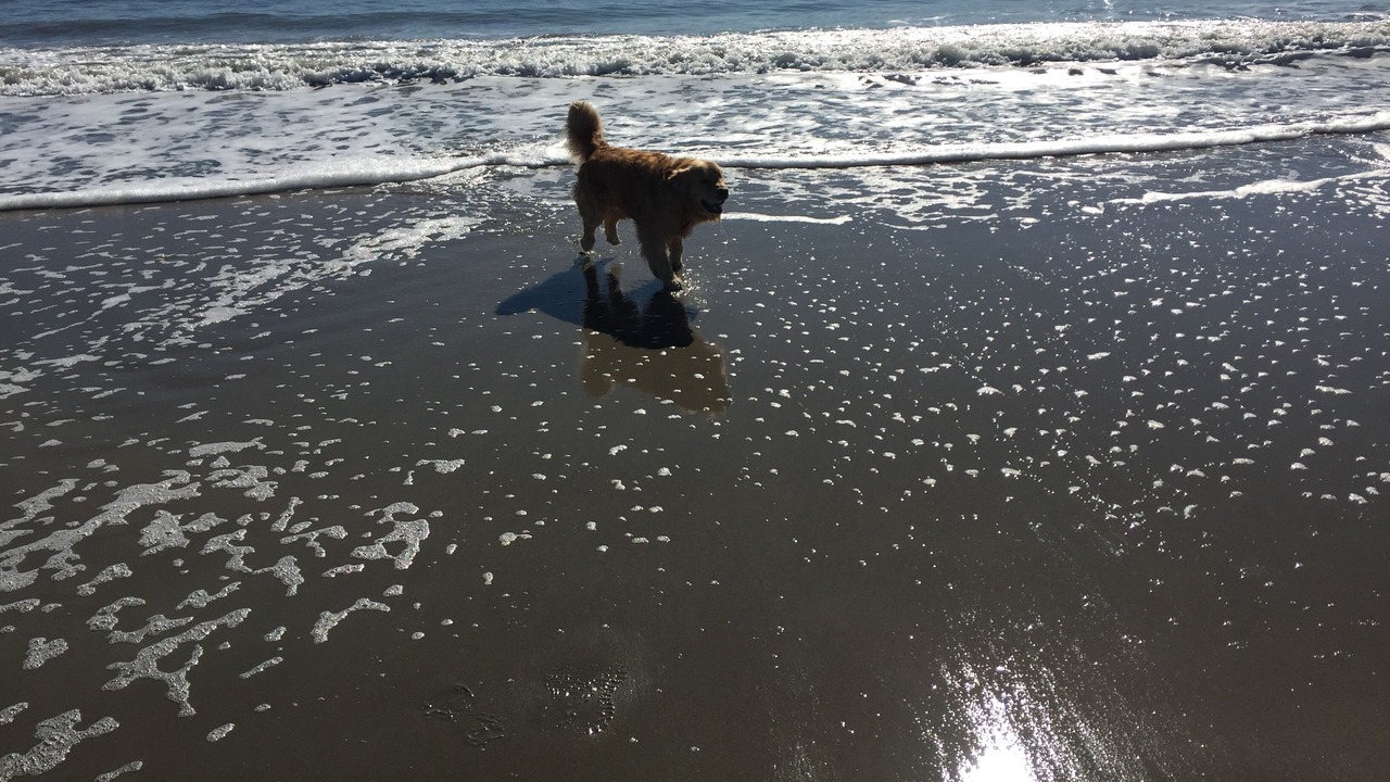 Photo of Others in Ocean Isle Beach