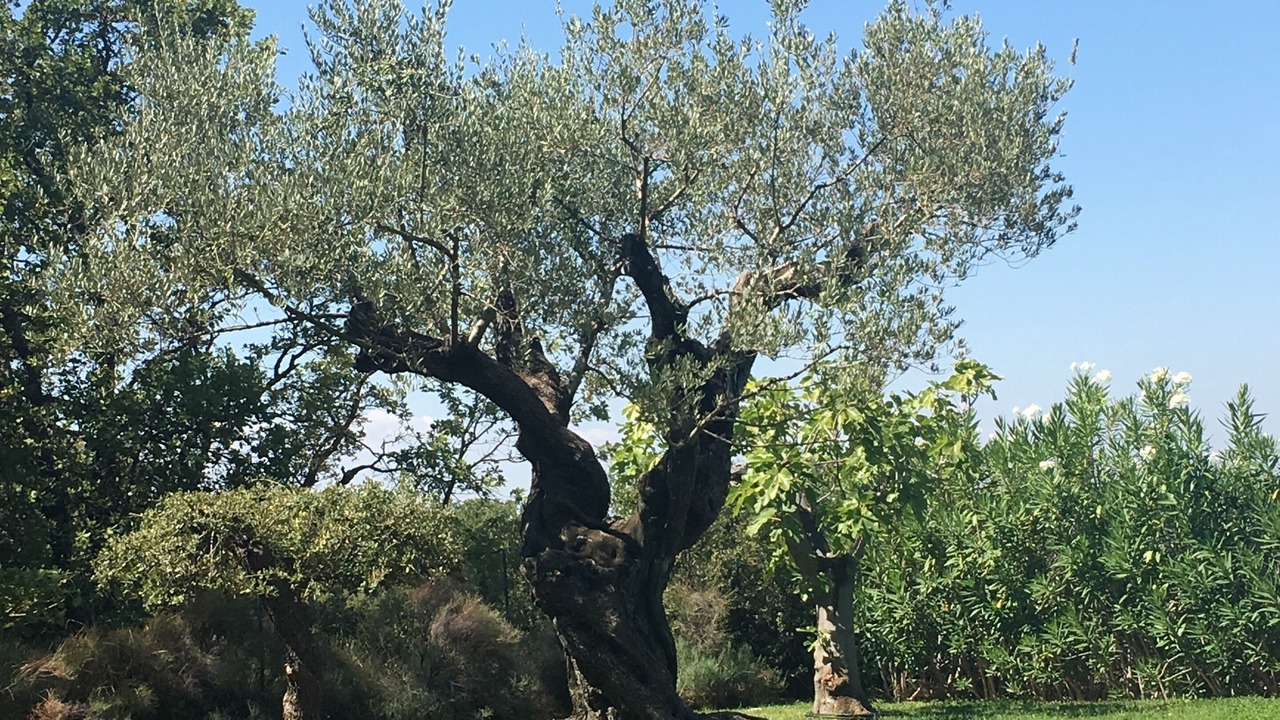 Photo of Others in Loriol-du-Comtat