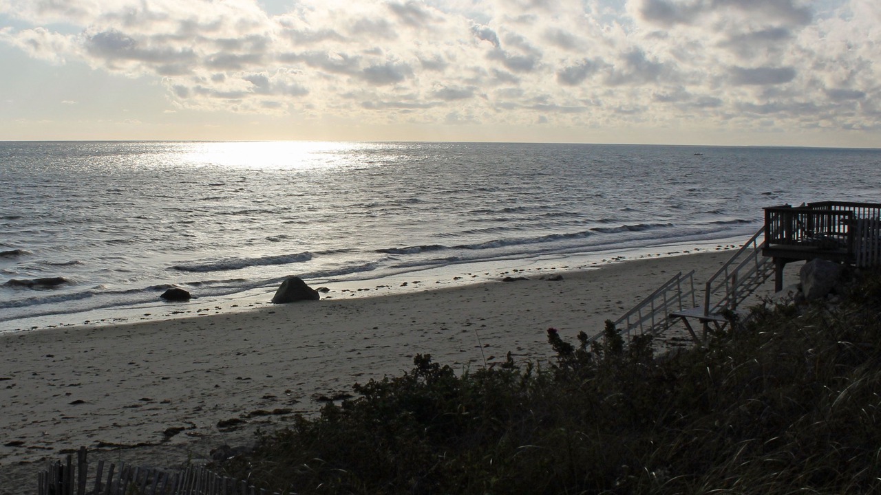 Photo of Others in Cedar Bushes