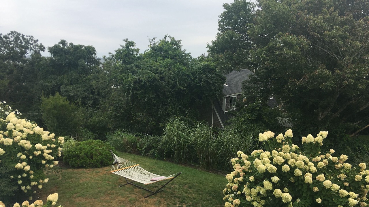 Photo of Others in Cedar Bushes