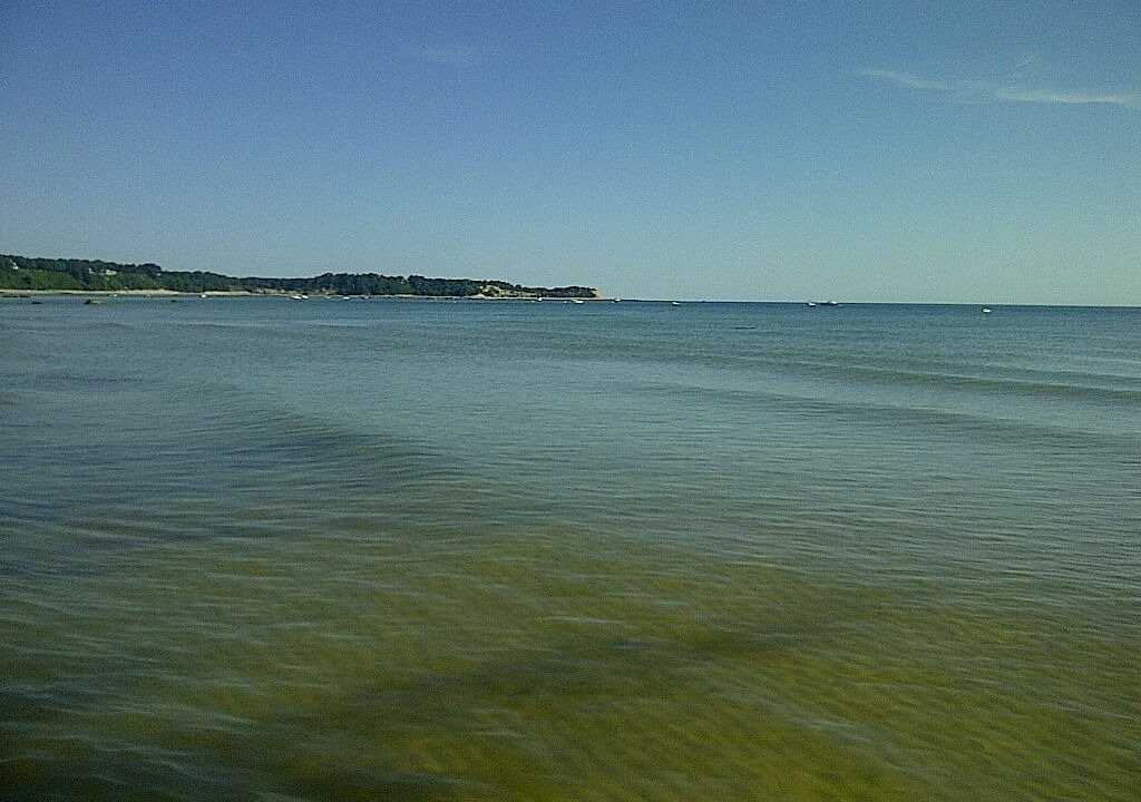 Photo of Others in Cedar Bushes