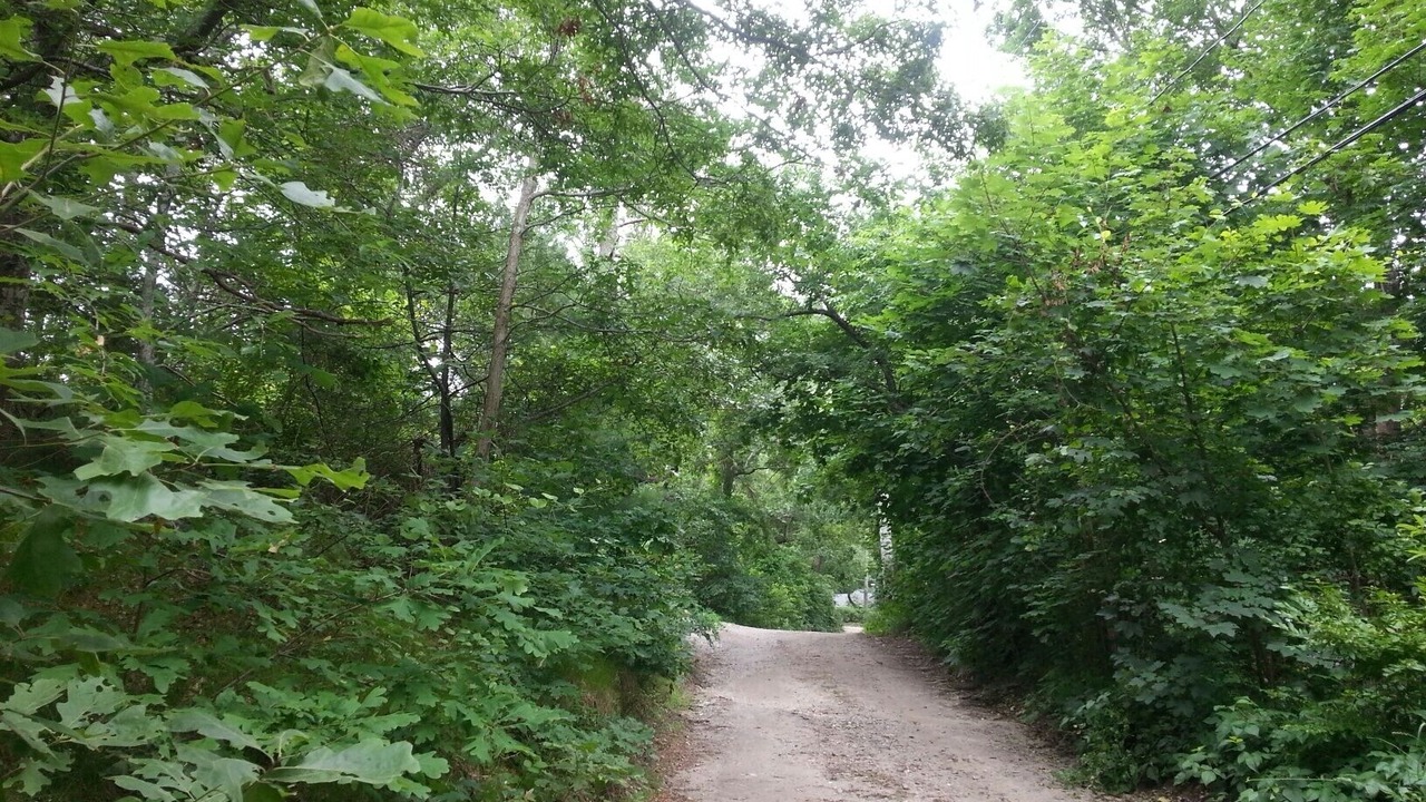 Photo of Others in Cedar Bushes