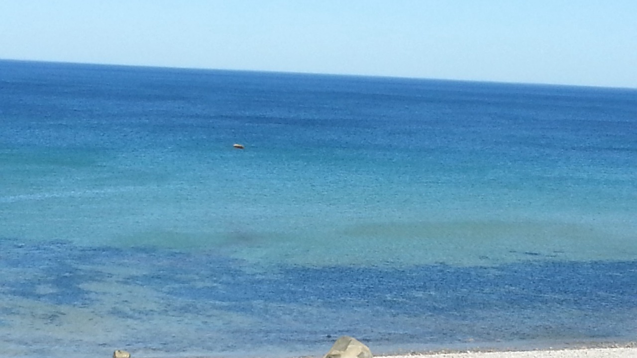 Photo of Others in Cedar Bushes