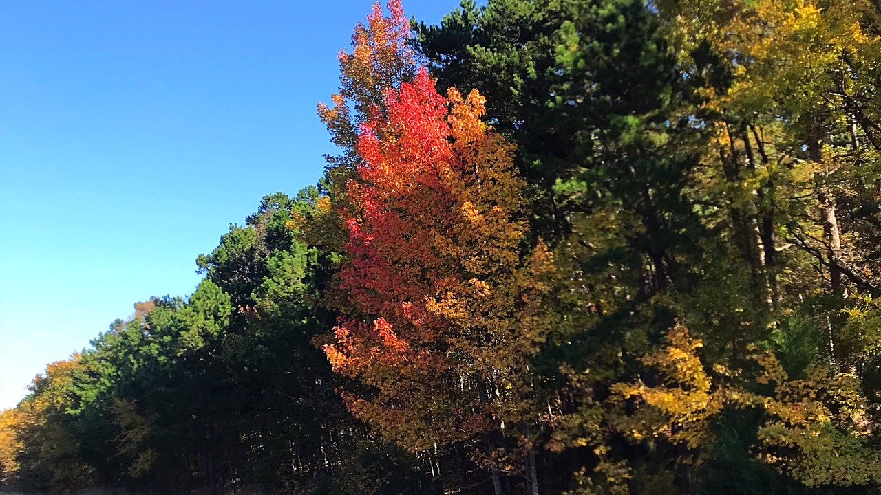 Photo of Outdoor in Heavener