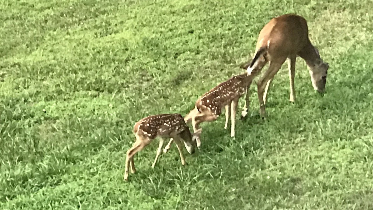 Photo of Others in Prairie Creek