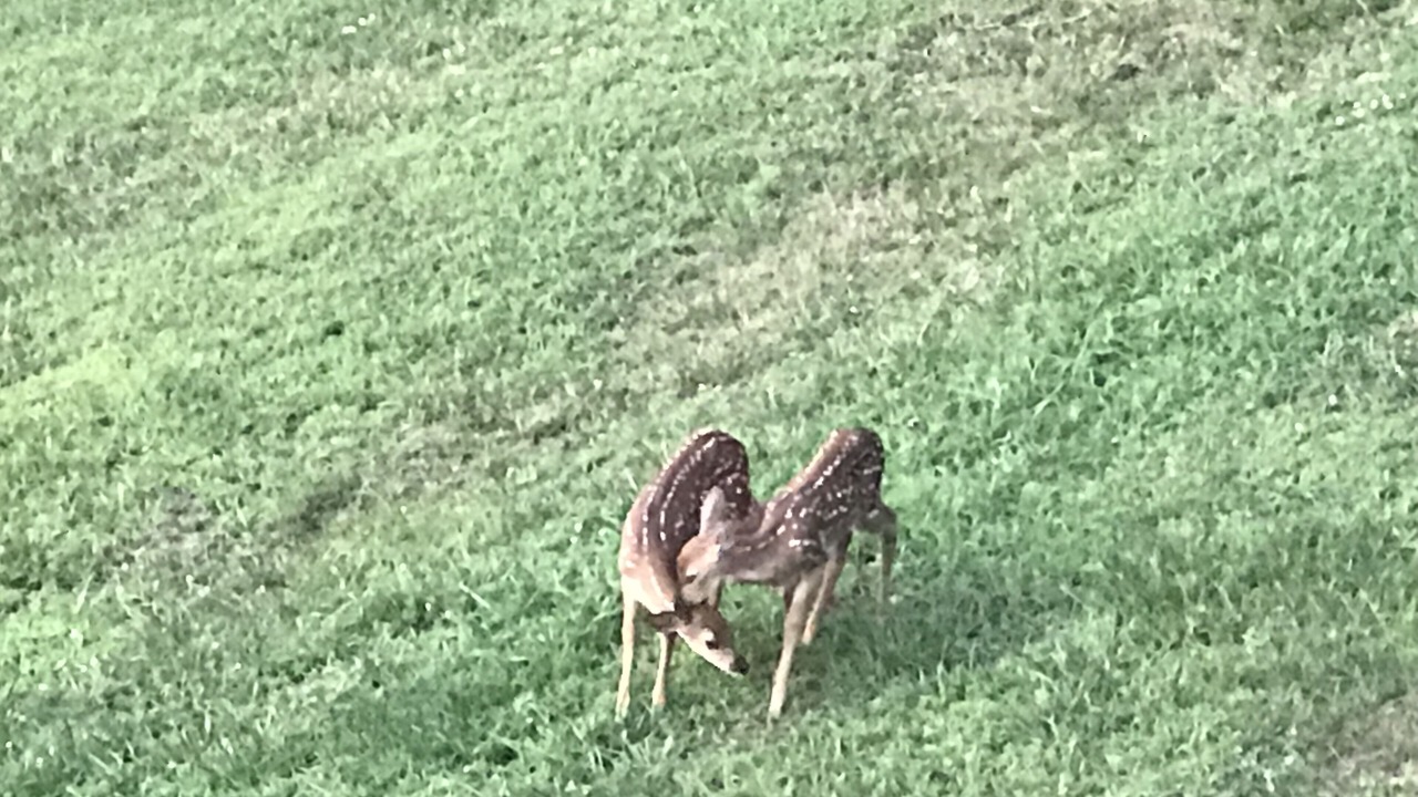 Photo of Others in Prairie Creek