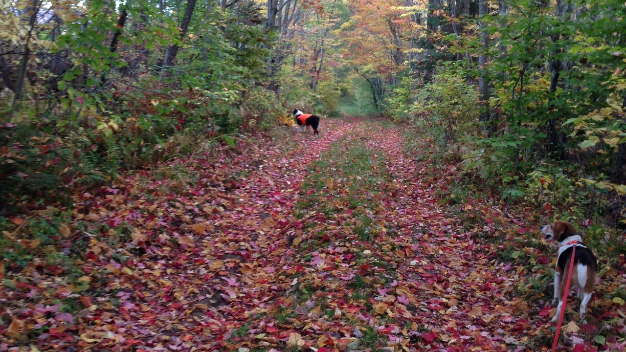 Photo of Outdoor in Mount Holly
