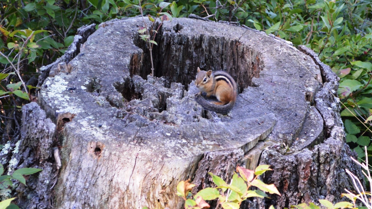Photo of Others in Harpswell