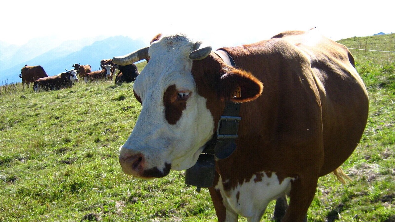 Photo of Others in Montgellafrey