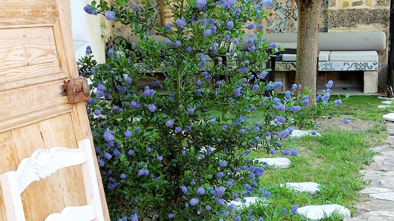 Photo of Patio Balcony in Chardonnay