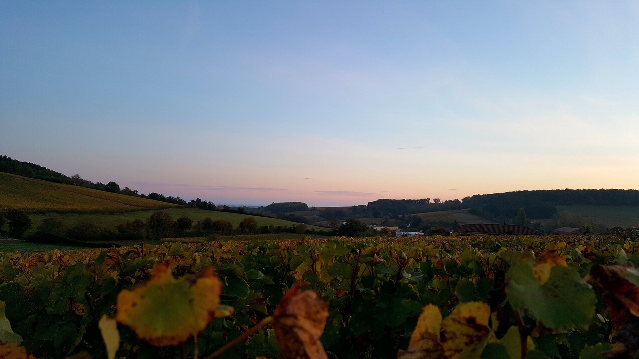 Photo of Others in Chardonnay