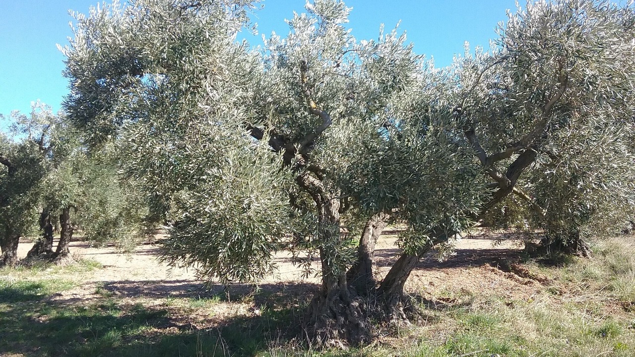 Photo of Others in Paradou