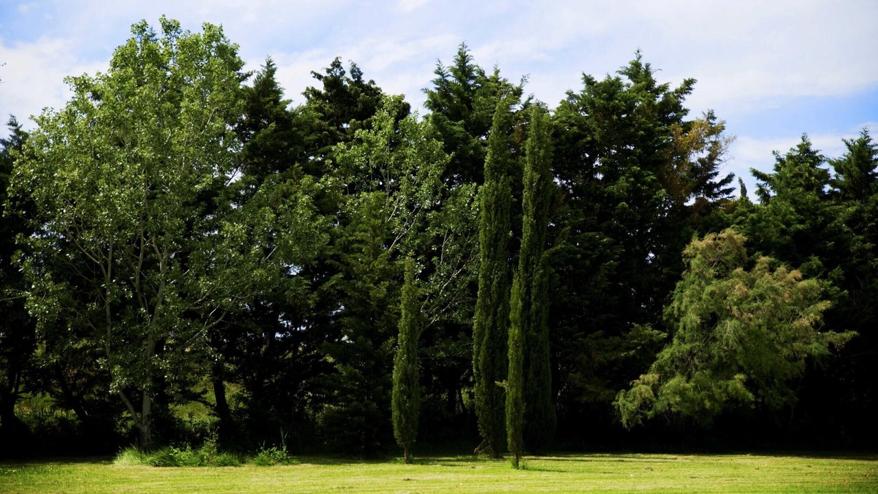 Photo of Others in Arles