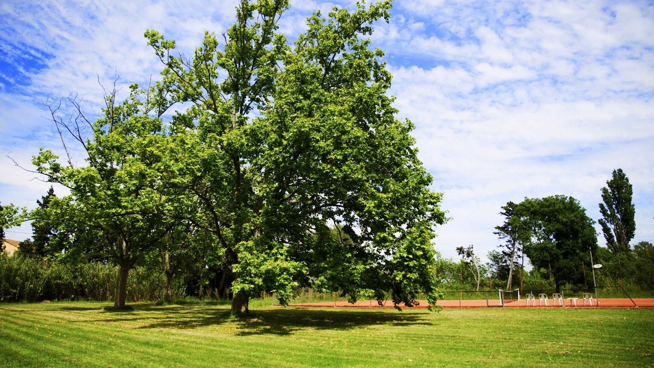 Photo of Others in Arles