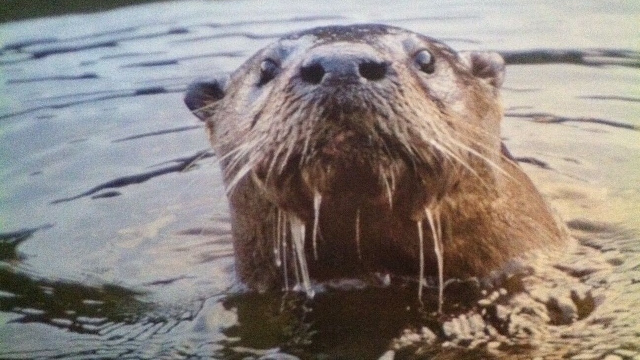 Photo of Others in Old Homosassa