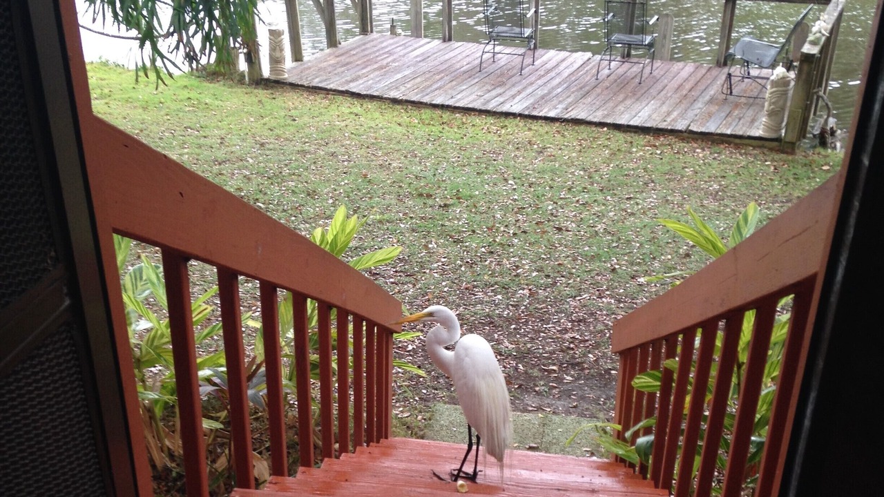 Photo of Others in Old Homosassa