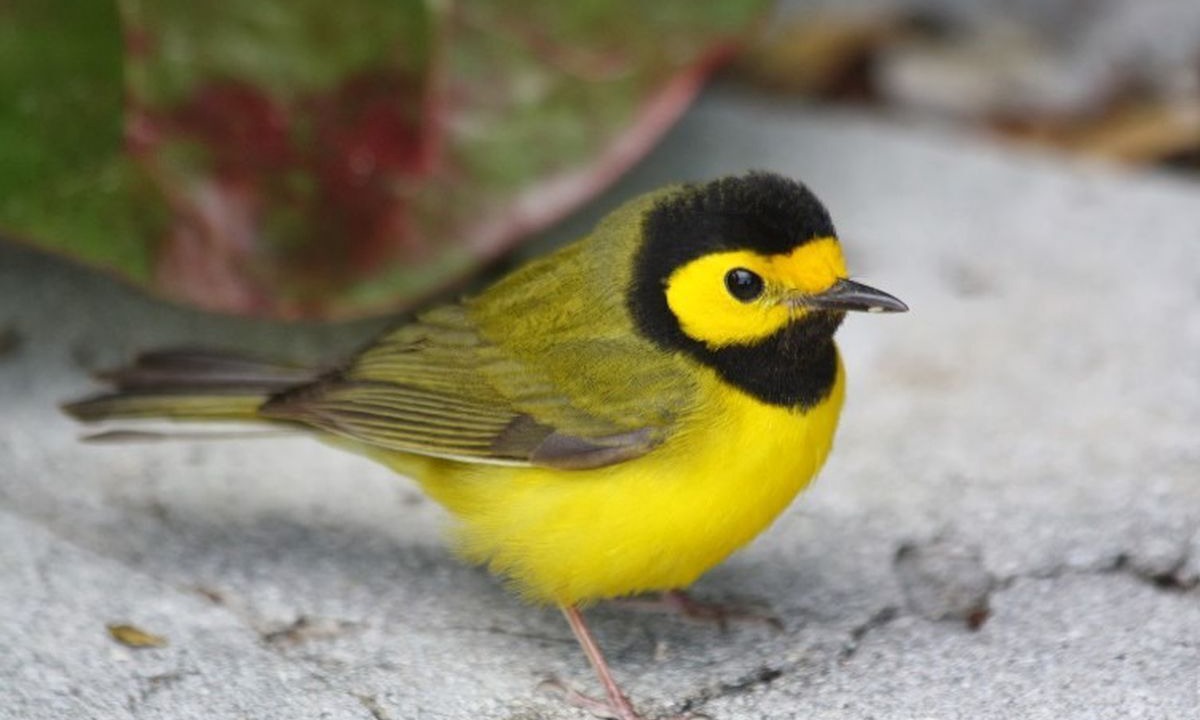 Photo of Others in Chalet Village