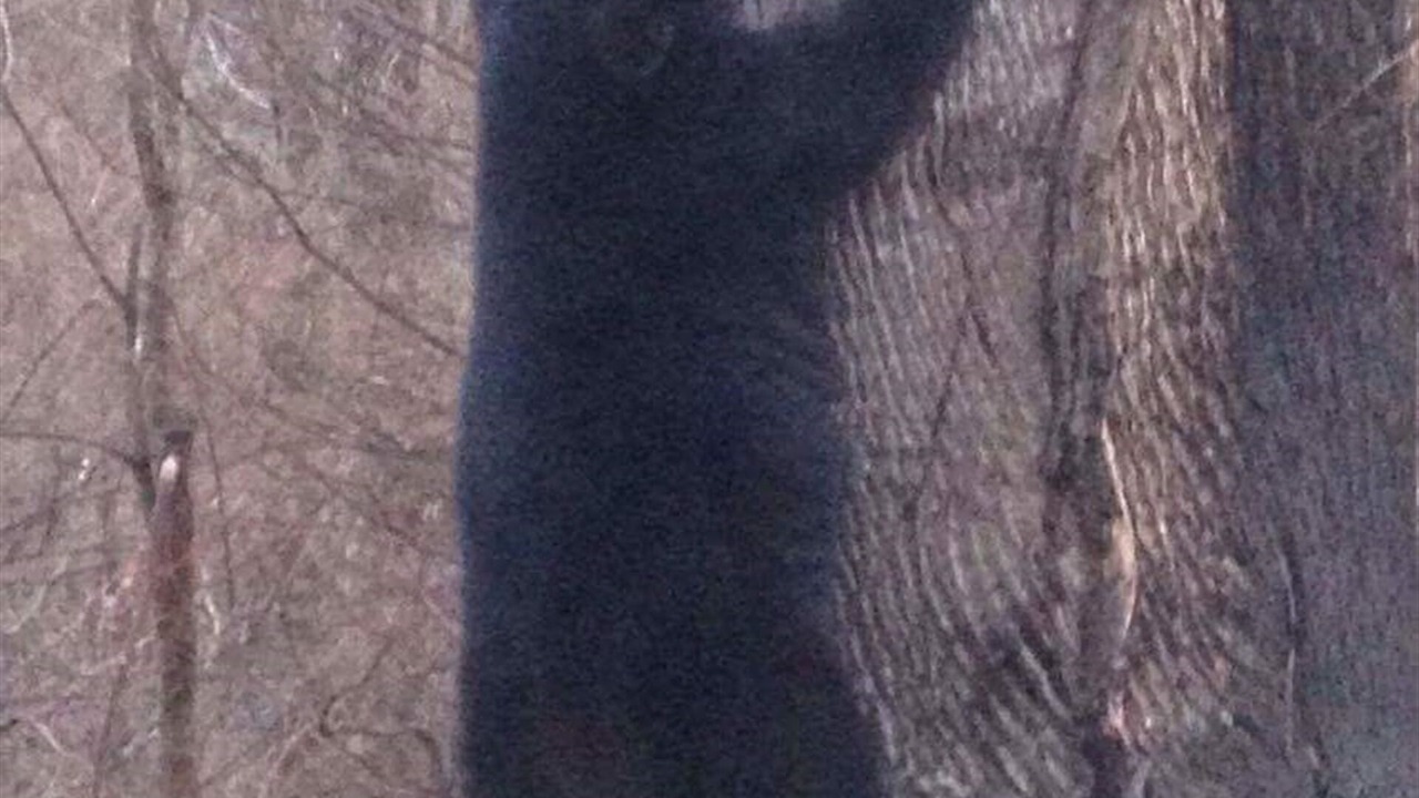 Photo of Others in Chalet Village