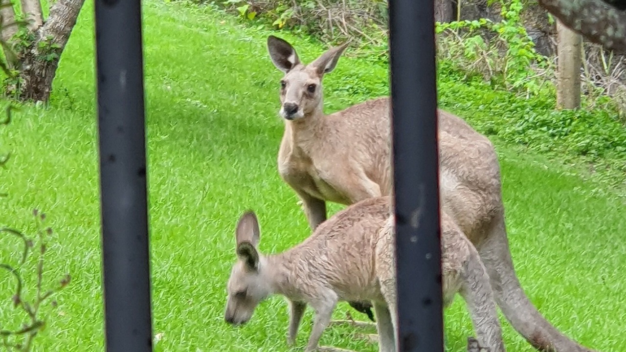 Photo of Outdoor in Worongary