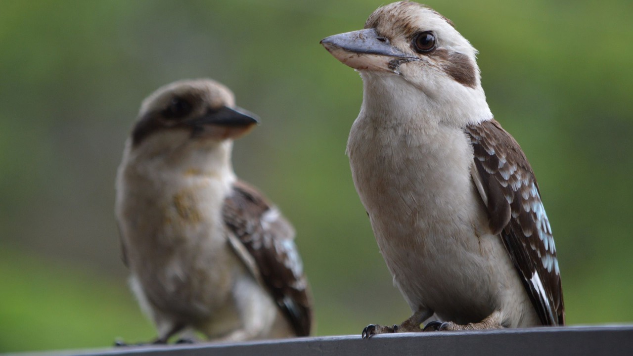Photo of Outdoor in Worongary