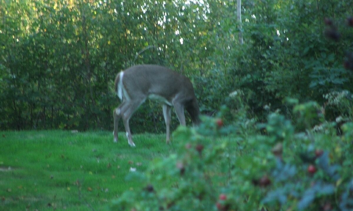 Photo of Others in Deer Isle