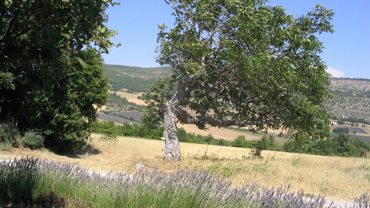 Photo of Outdoor in Revest-des-Brousses
