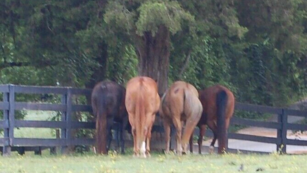 Photo of Others in Kedron