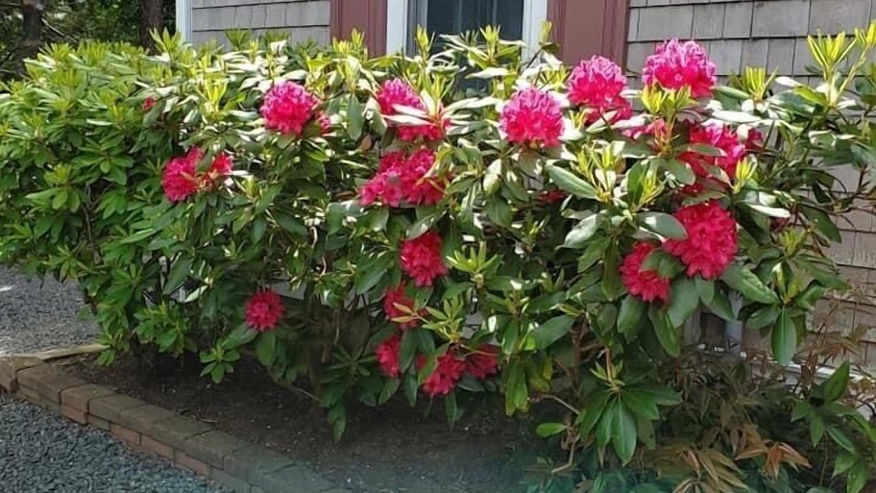 Photo of Others in East Dennis