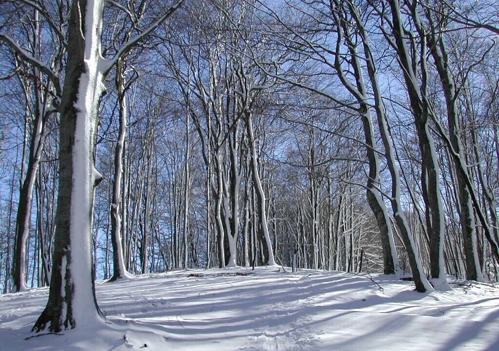 Photo of Others in Sainte-Marie-de-Campan