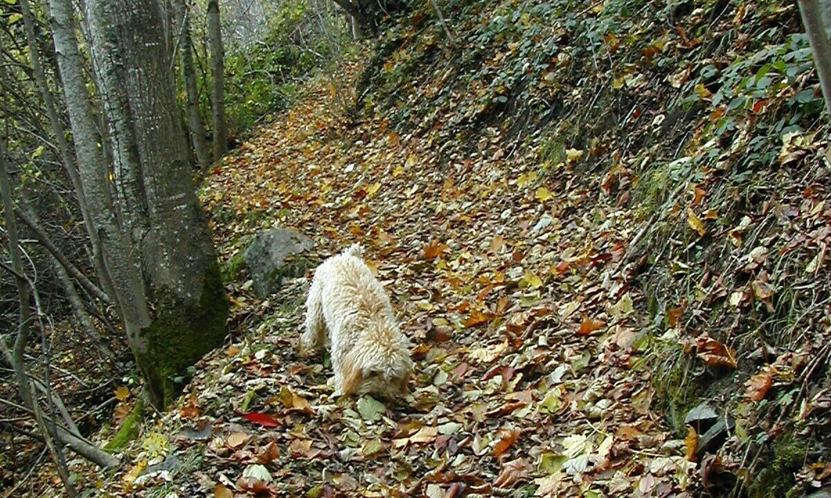 Photo of Outdoor in Sainte-Marie-de-Campan